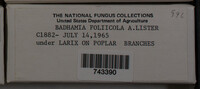 Badhamia foliicola image